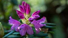 Rhododendron Blüte