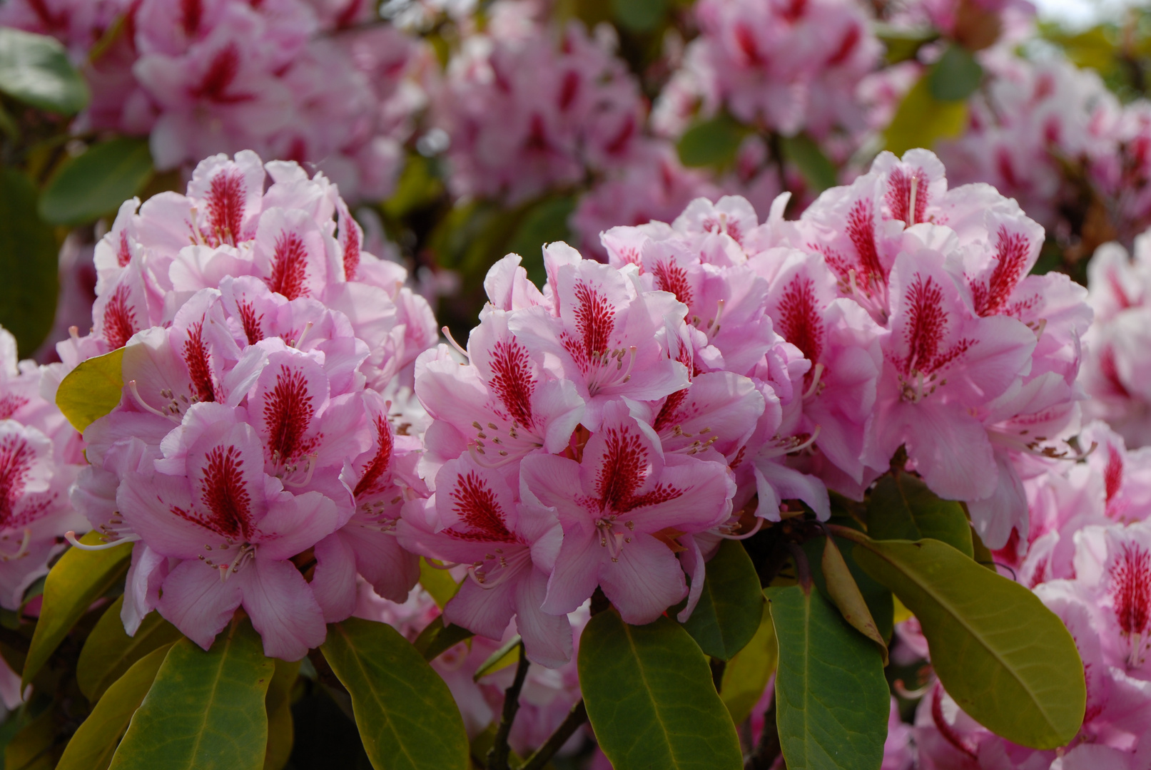 Rhododendron Blüte