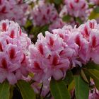 Rhododendron Blüte