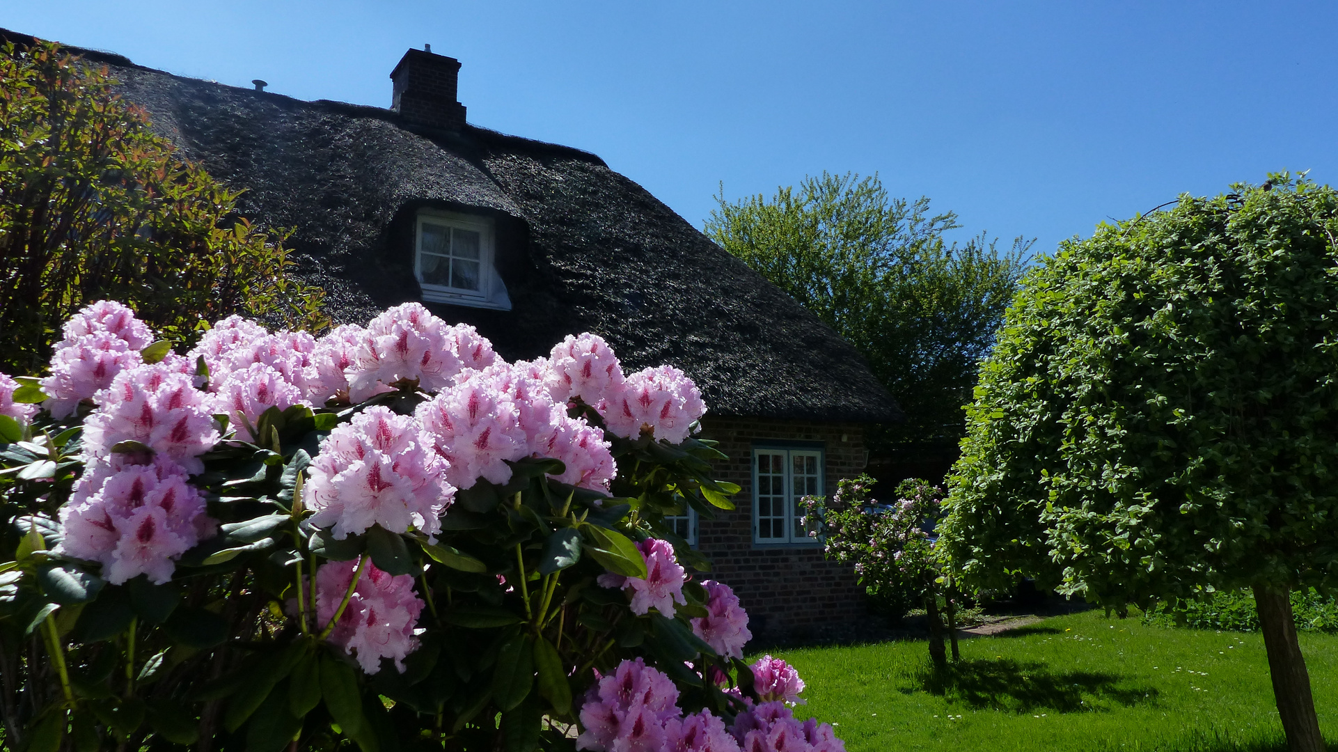 Rhododendron-Blüte...