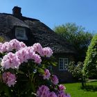 Rhododendron-Blüte...