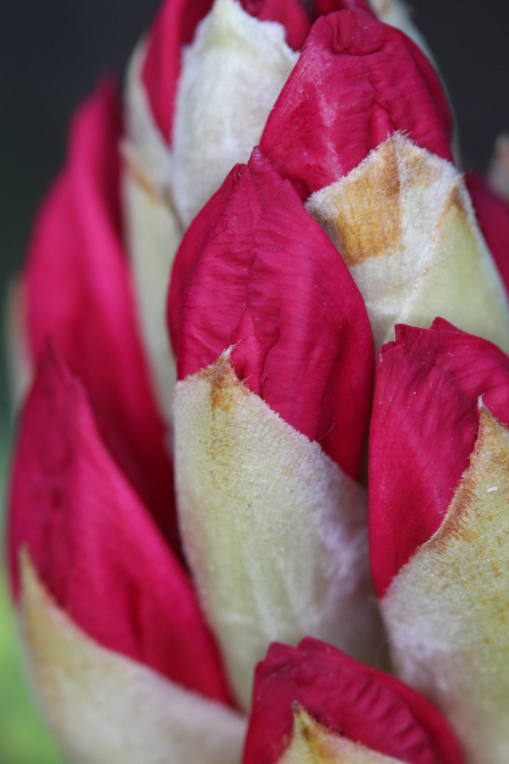 Rhododendron Blüte