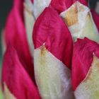 Rhododendron Blüte