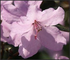 Rhododendron-Blüte