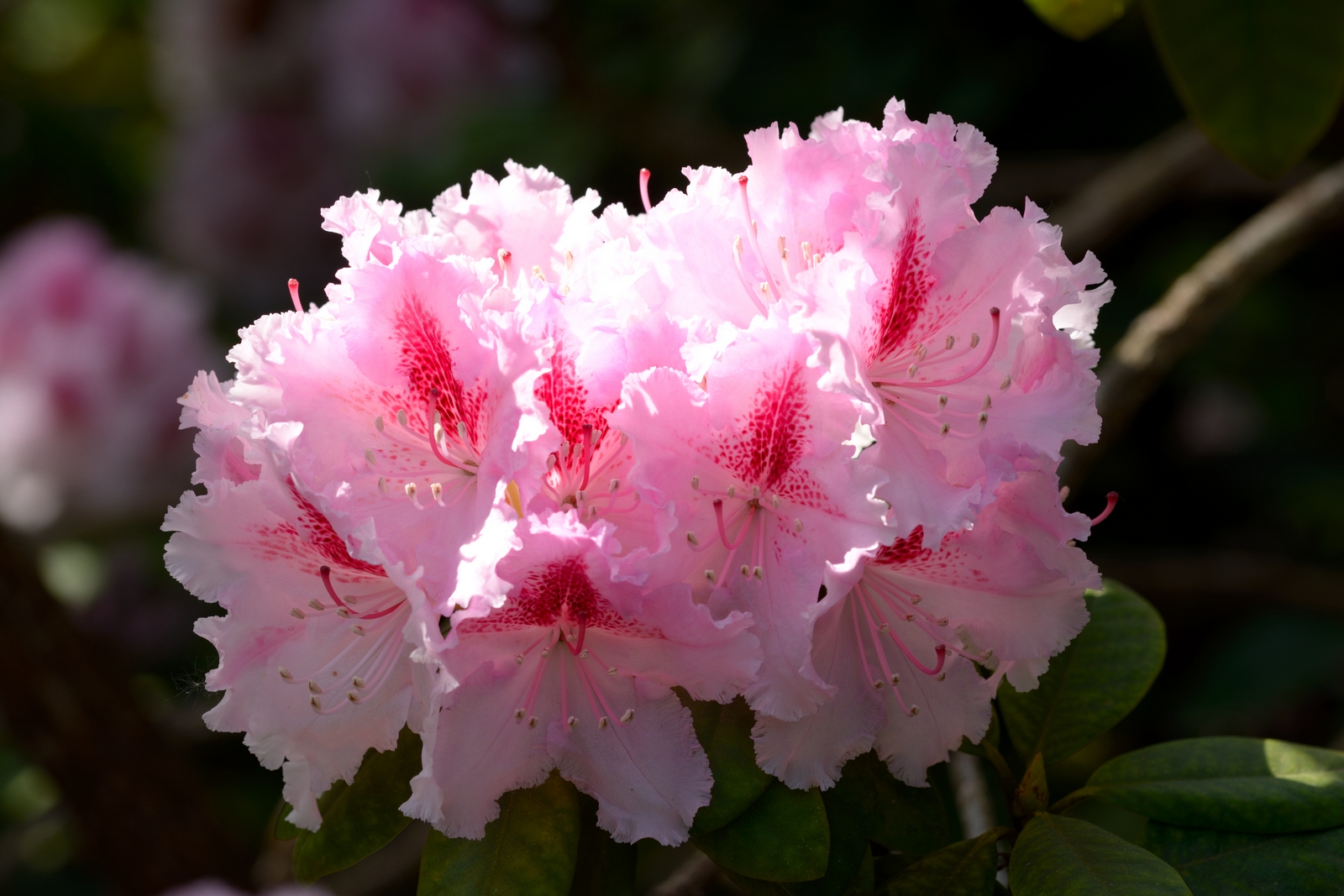 Rhododendron Blüte.