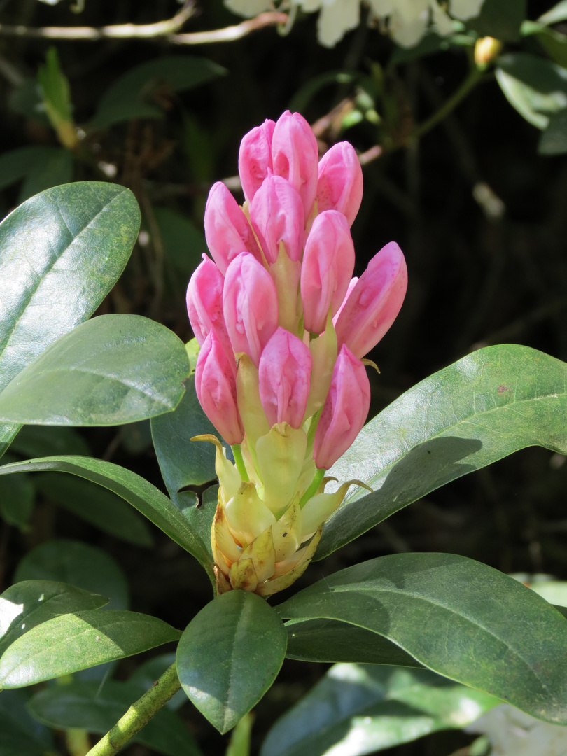 Rhododendron Blüte 1