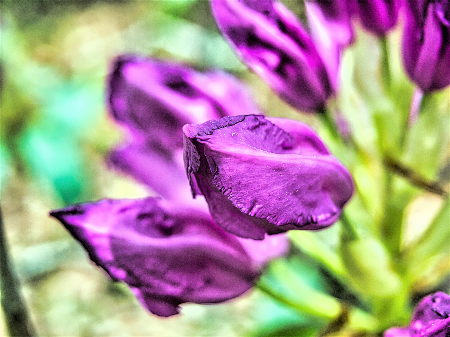 Rhododendron-Blüte 1