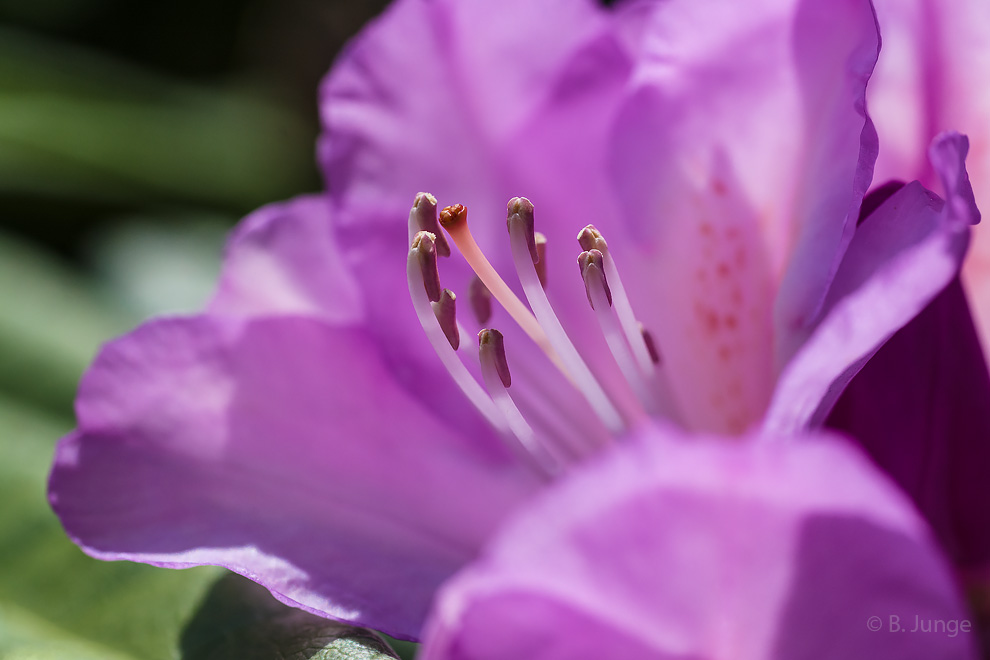 Rhododendron-Blüte