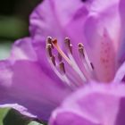 Rhododendron-Blüte