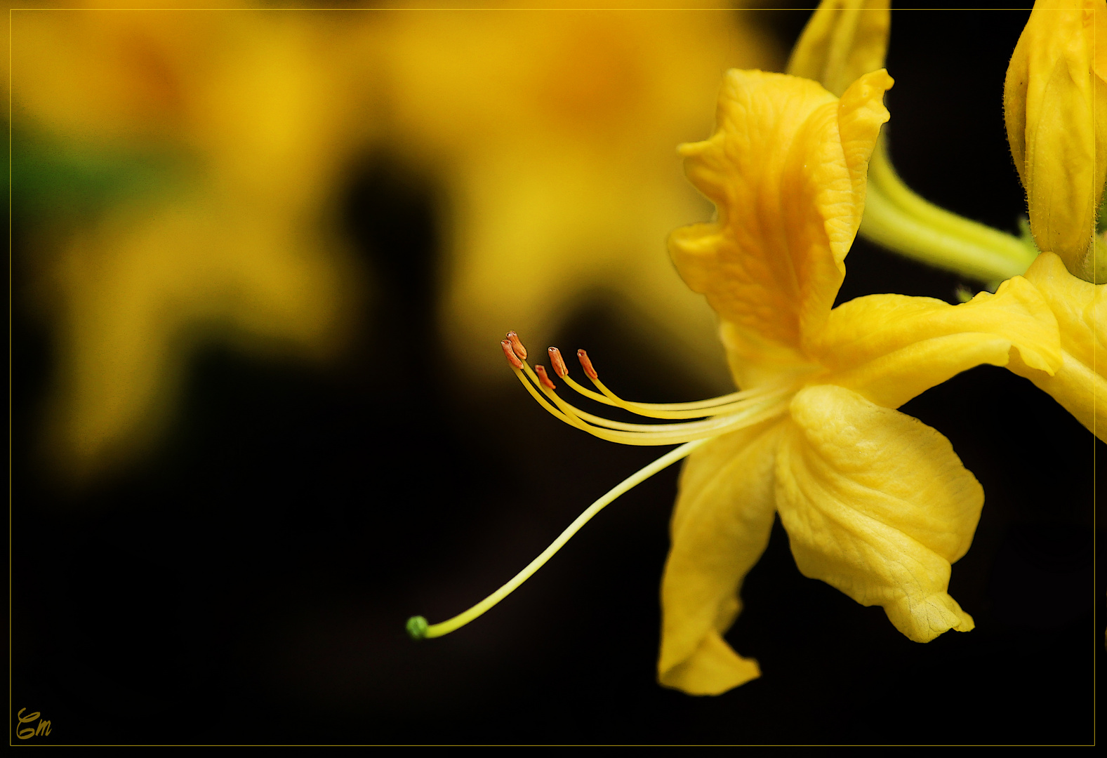 Rhododendron Blüte #2