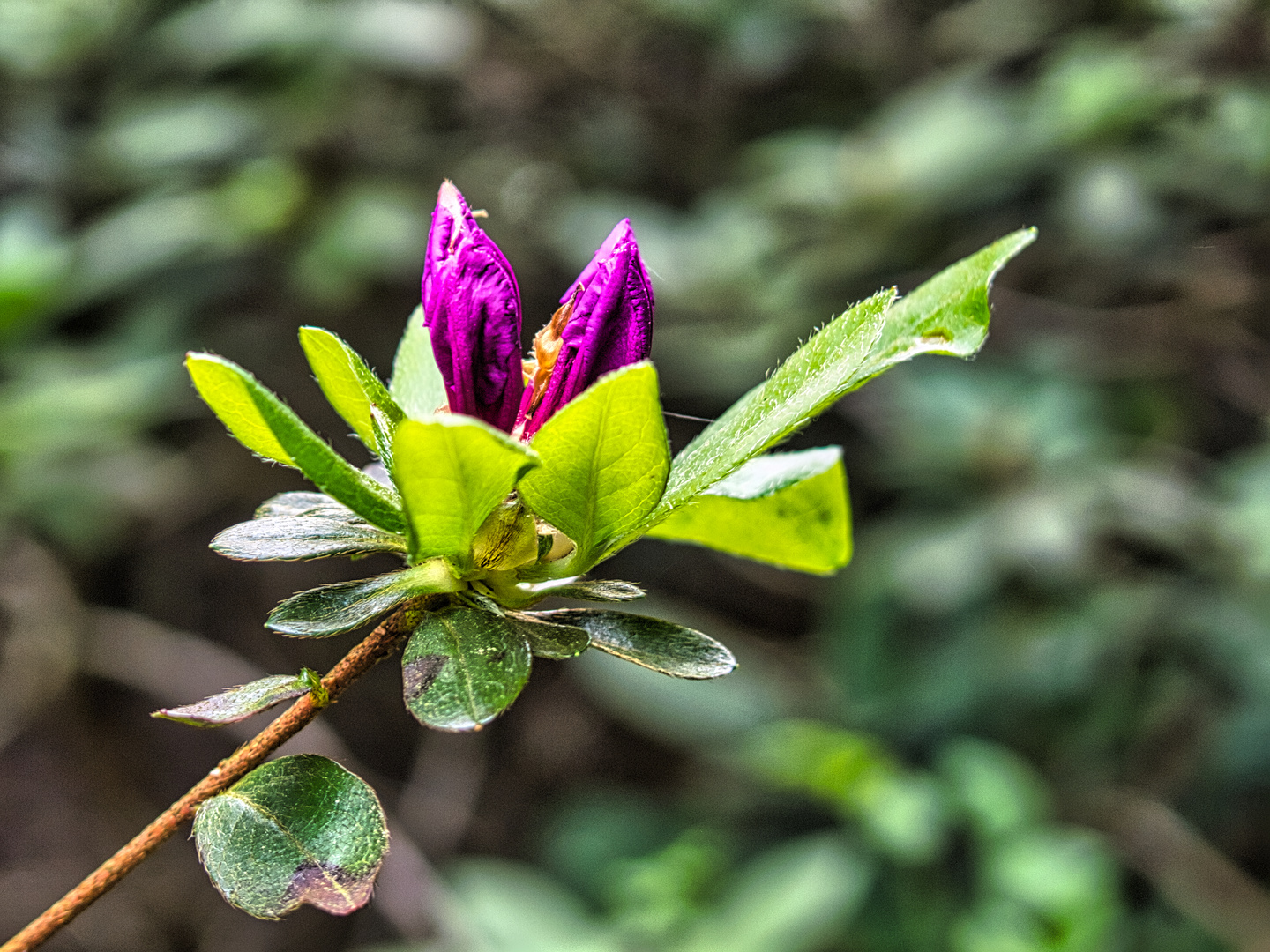 Rhododendron-Blüte 2