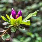 Rhododendron-Blüte 2