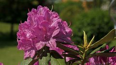 Rhododendron Blüte 2