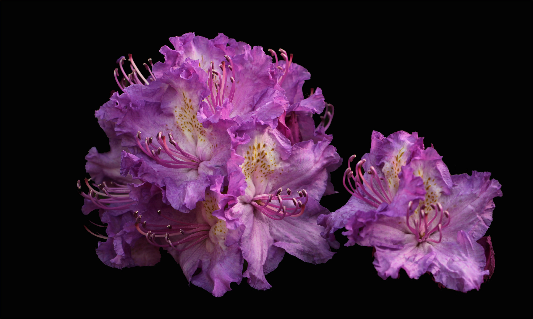 Rhododendron-Blüte