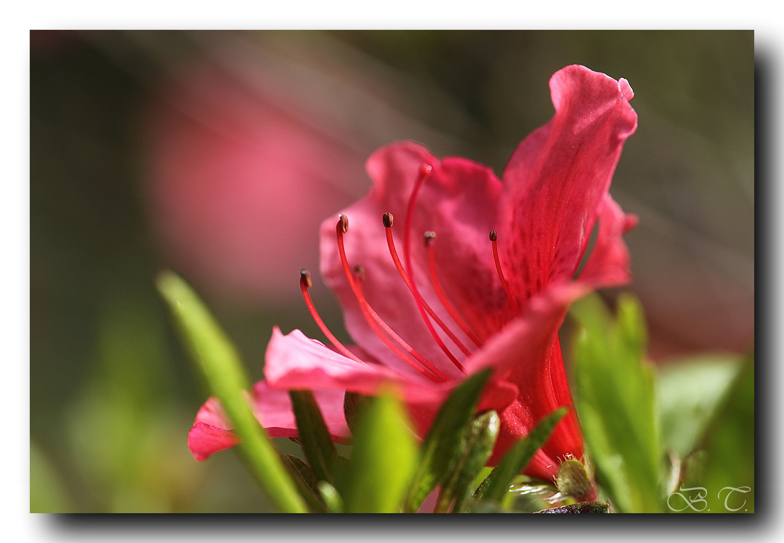 Rhododendron-Blüte