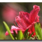 Rhododendron-Blüte