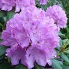 Rhododendron Blüte