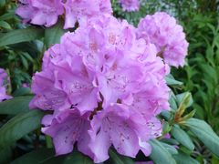 Rhododendron Blüte