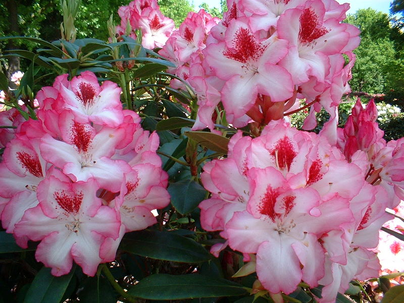 Rhododendron - Blüte #3