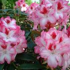 Rhododendron - Blüte #3