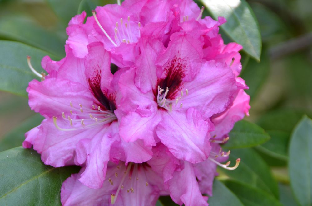 Rhododendron-Blüte