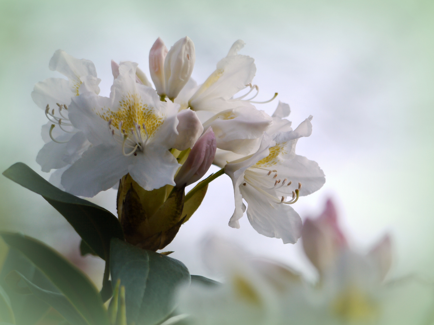 Rhododendron-Blüte...