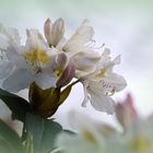 Rhododendron-Blüte...