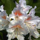 Rhododendron-Blüte