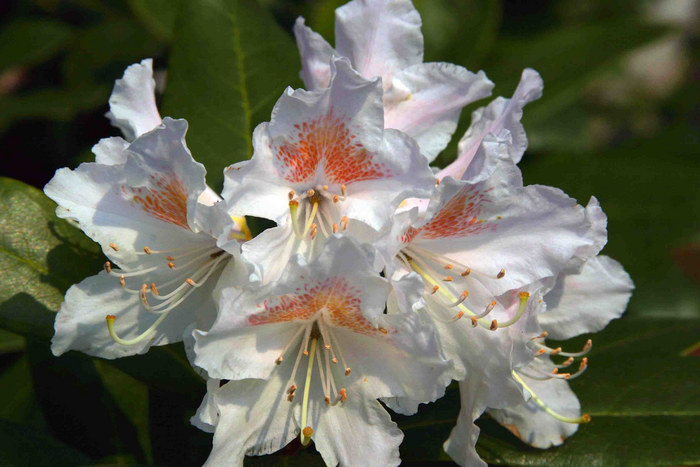 Rhododendron-Blüte