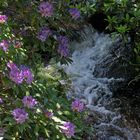 Rhododendron-     Blüte