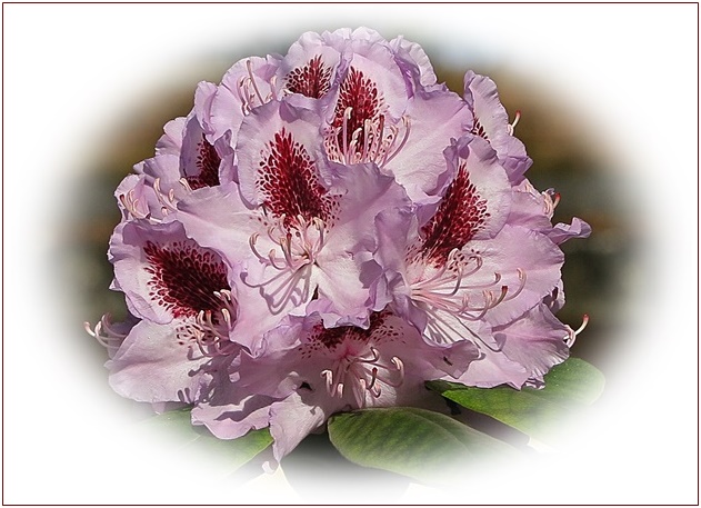 Rhododendron-Blüte