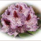 Rhododendron-Blüte