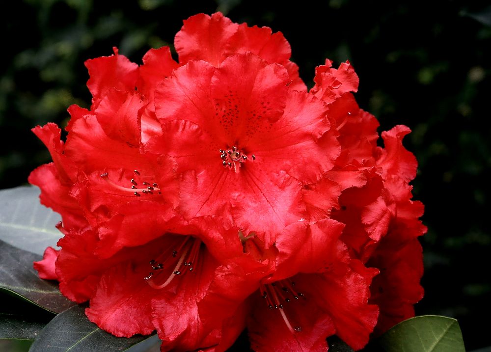 Rhododendron Blüte von Volker a.H.