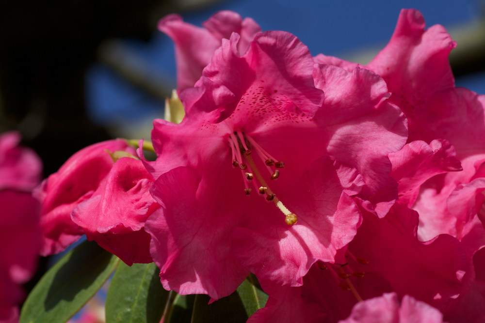 Rhododendron-Blüte