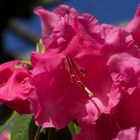 Rhododendron-Blüte