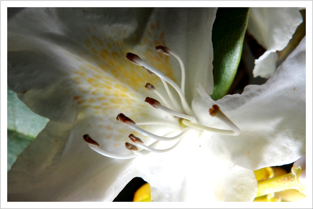 Rhododendron Blüte....