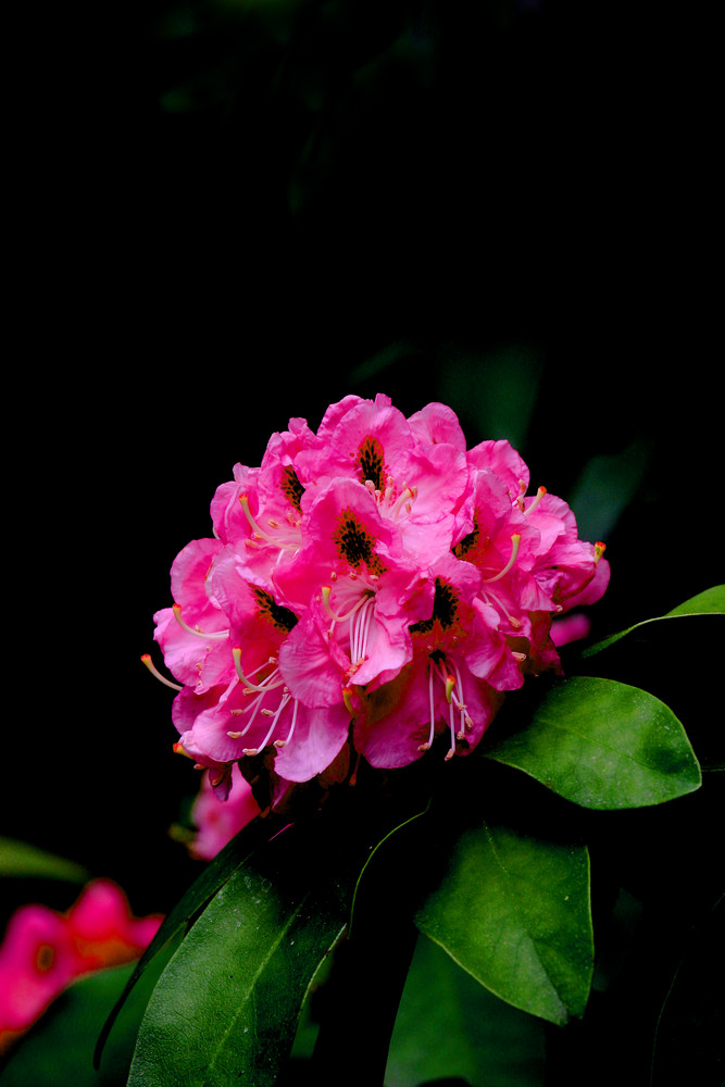 Rhododendron Blüte