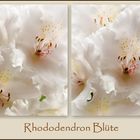 Rhododendron Blüte