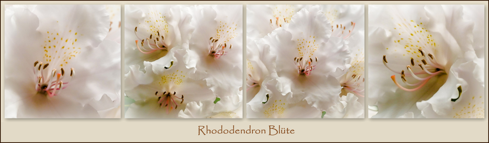 Rhododendron Blüte