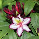 Rhododendron Blüte