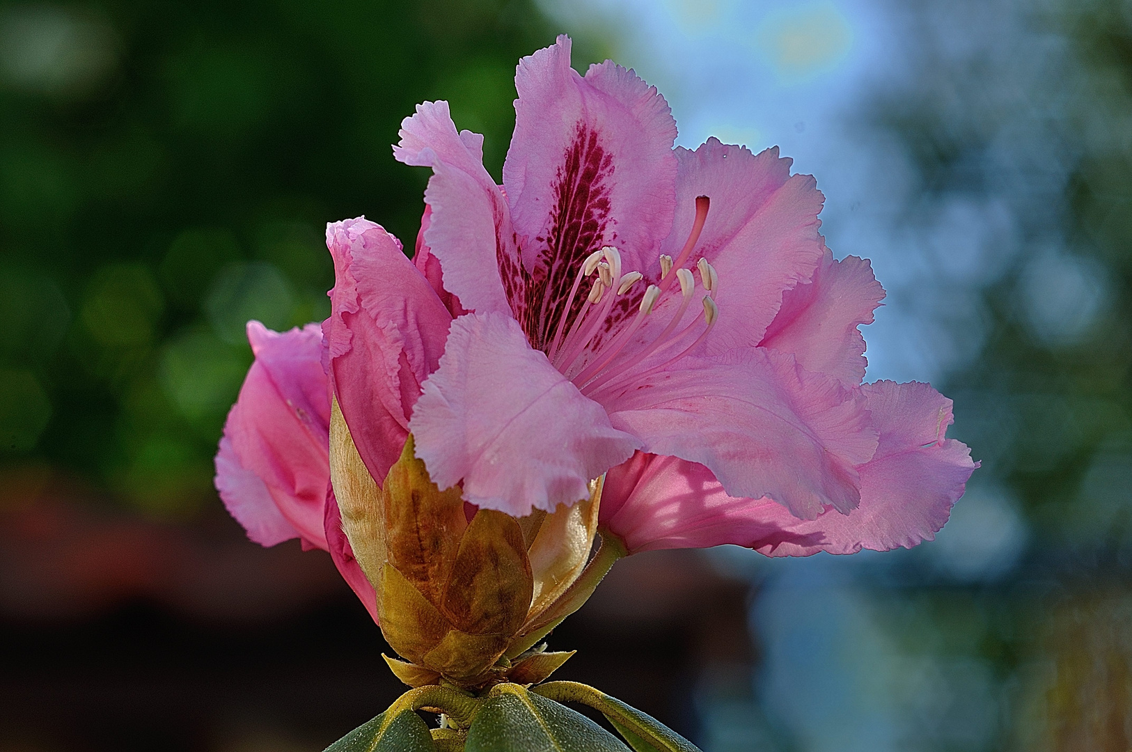 Rhododendron Blüte