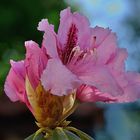 Rhododendron Blüte