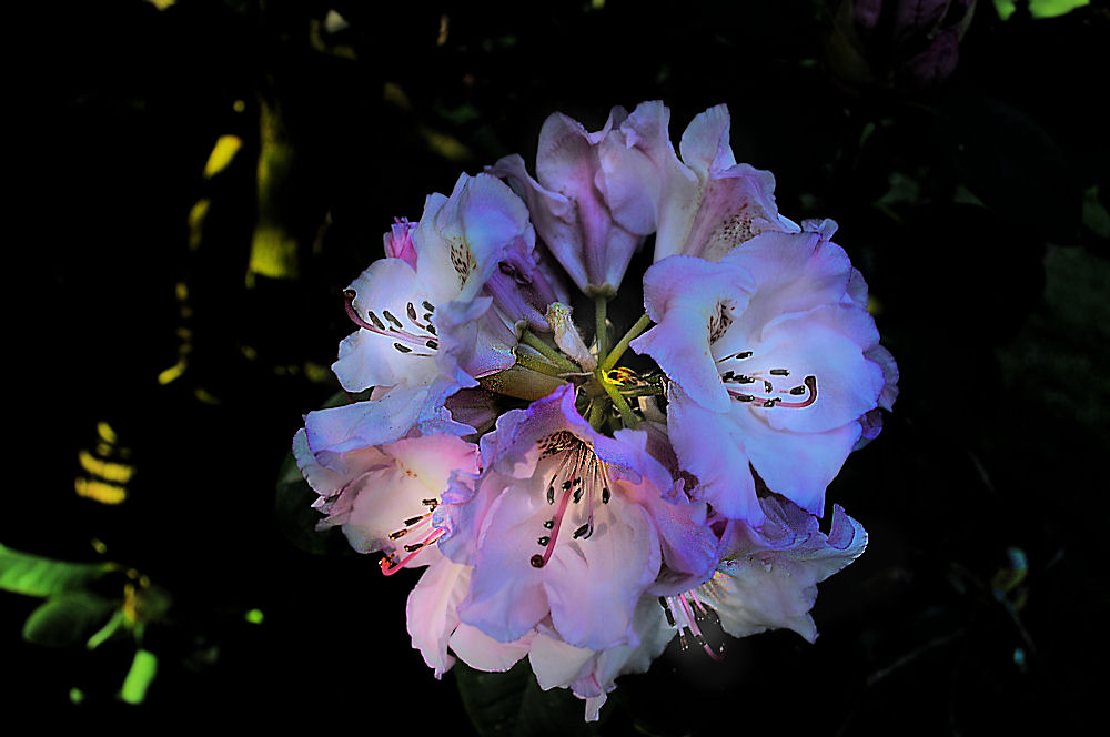 Rhododendron-Blüte