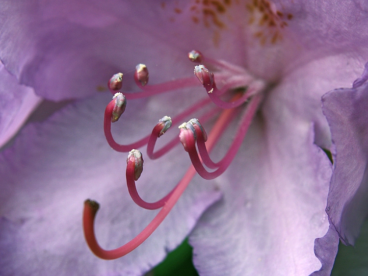 Rhododendron-Blüte