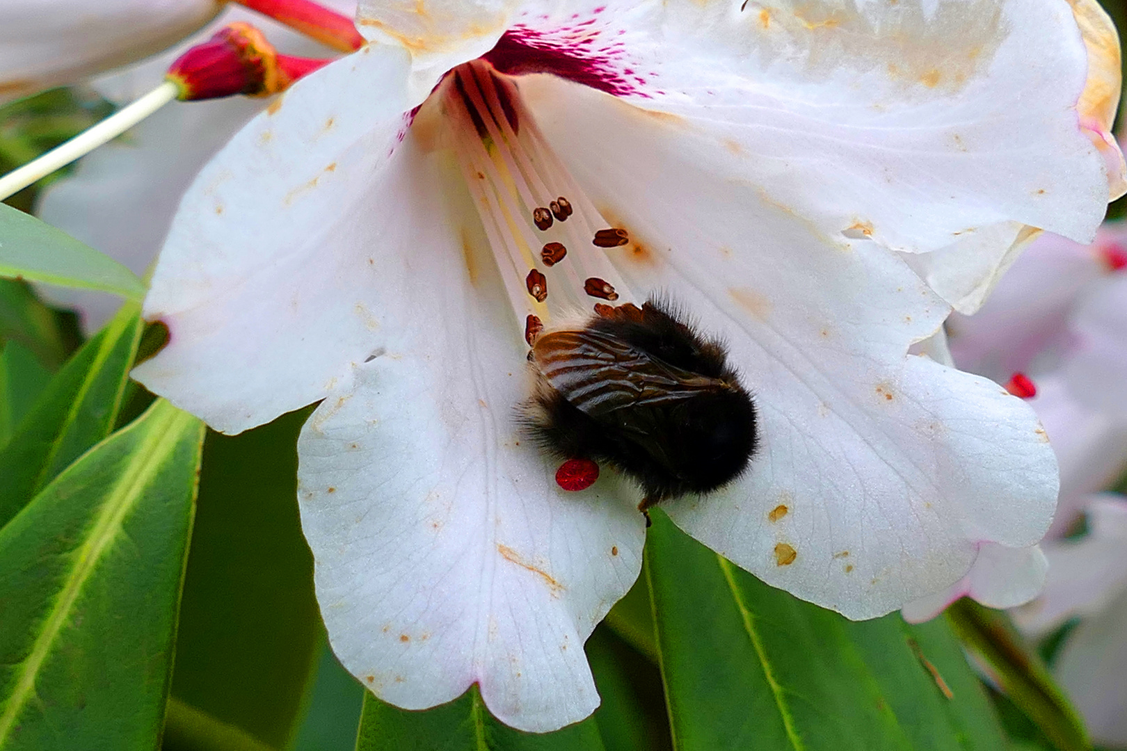 Rhododendron-Blüte