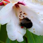 Rhododendron-Blüte