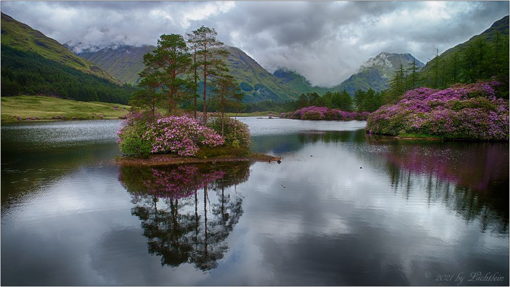 Rhododendron Blüte