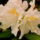 Rhododendron-Blüte