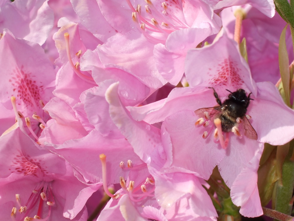 Rhododendron Blüte