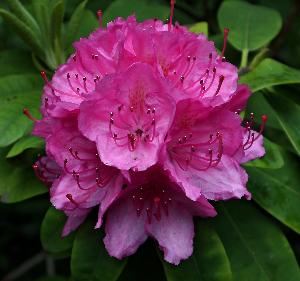 Rhododendron - Blüte